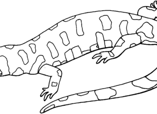 obrázok chameleóna na vytlačenie