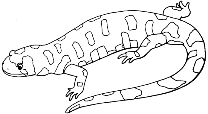 obrázok chameleóna na vytlačenie