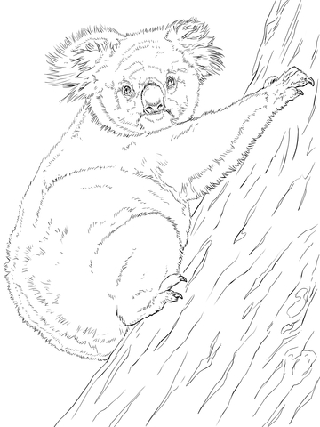 Koala im Baum Bild zum Ausdrucken