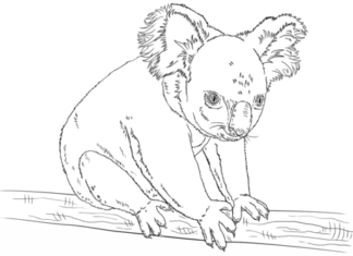 koala na vetve obrázok na vytlačenie