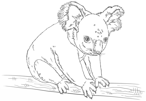 koala na větvi obrázek k vytisknutí