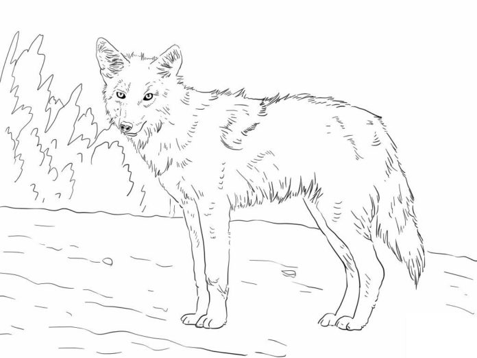 imagen imprimible de un coyote