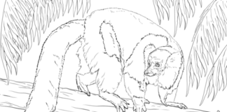 lemur i trädet bild att skriva ut