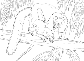 lemur na drzewie obrazek do drukowania