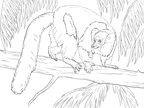 Lemur im Baum Bild zum Ausdrucken