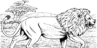 lev na love obrázok na vytlačenie