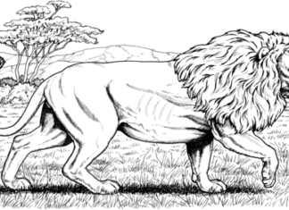 oroszlán a vadászaton nyomtatható kép