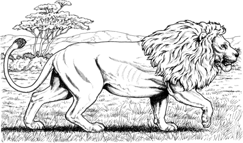 lev na lovu obrázek k vytisknutí