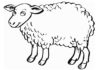 sheep printable picture