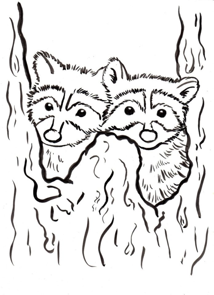 raccoons printable picture