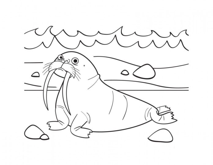walrus printable picture