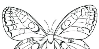 motýl obrázek k vytisknutí
