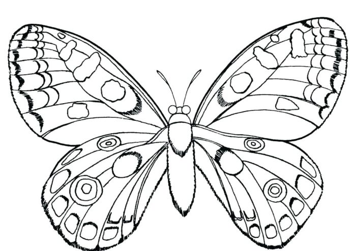immagine stampabile farfalla
