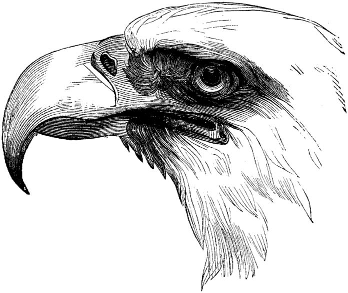 eagle close-up picture printable