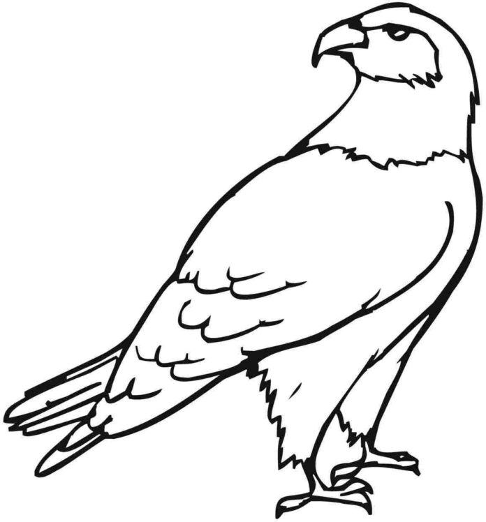 obrázek orla k vytištění