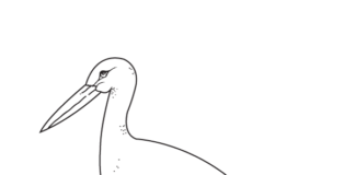 gólya a réten nyomtatható kép