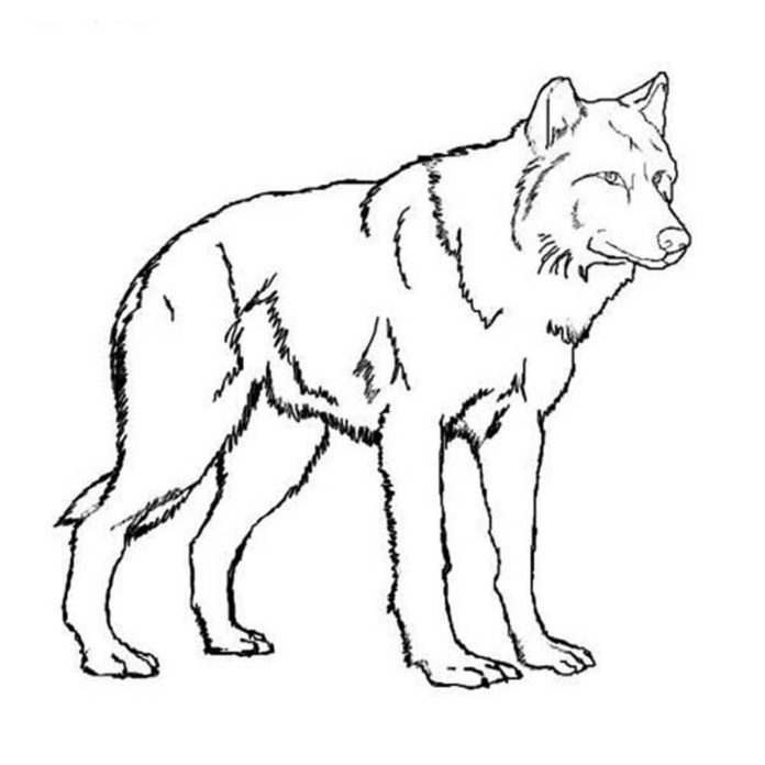 foto de la caza del lobo para imprimir