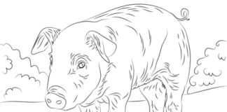 piglet printable picture
