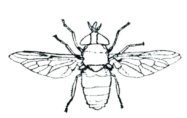 billede til udskrivning af bier