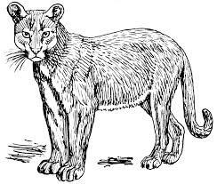 Puma v džungli na vyfarbenie obrázku
