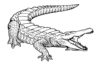 krokodíl obrázok na vytlačenie