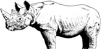 fotografia para impressão em rinoceronte