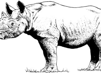 imagen imprimible del rinoceronte