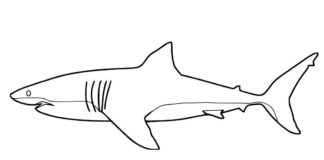 shark printable picture