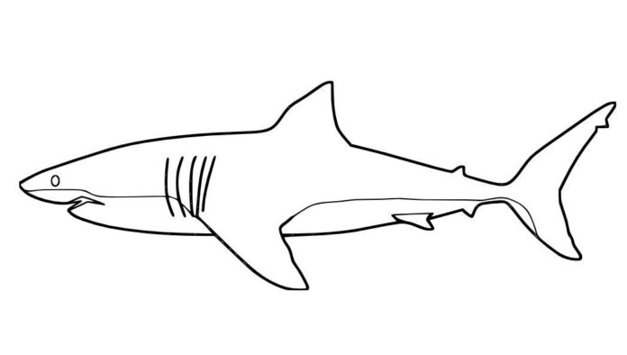 white shark coloring pages