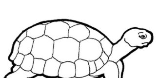 dessin d'une tortue à imprimer