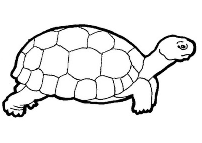tegning af en skildpadde til udskrivning