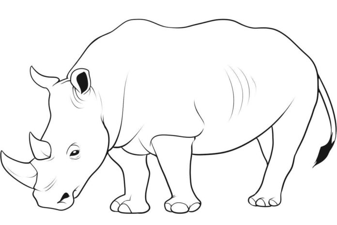 bild av noshörning som kan skrivas ut