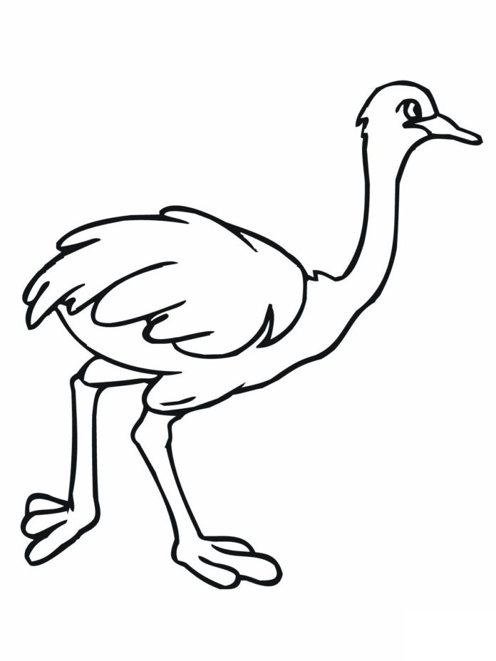 avestruz no campo foto para impressão