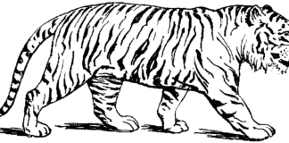tygrys obrazek do drukowania