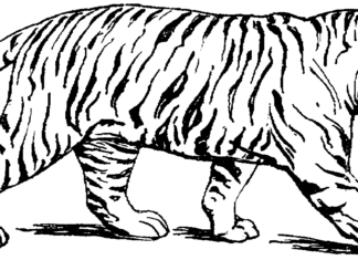 photo imprimable d'un tigre
