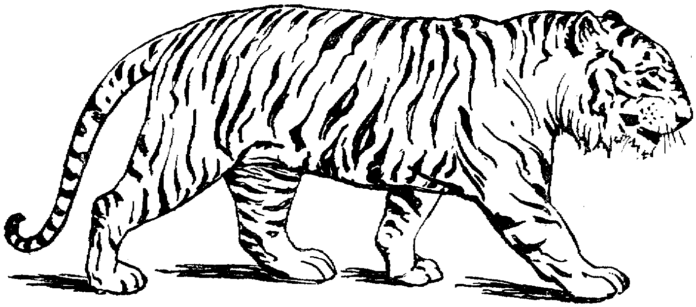obrázek tygra k vytisknutí