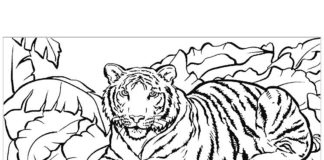 tygrysy obrazek do drukowania