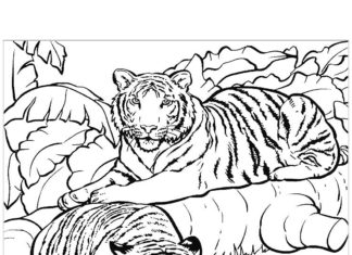 印刷する虎の絵