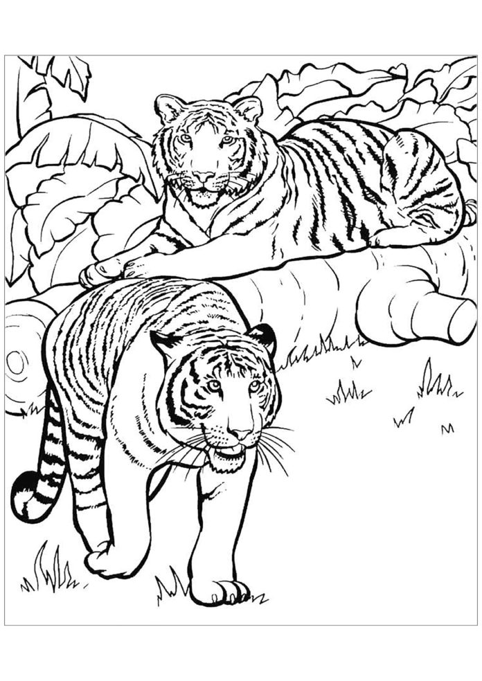 tigri immagine stampabile