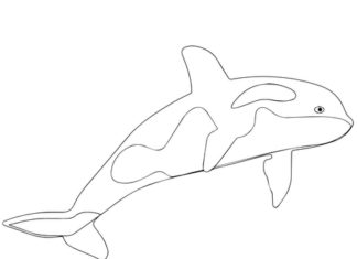 鯨の印刷用画像