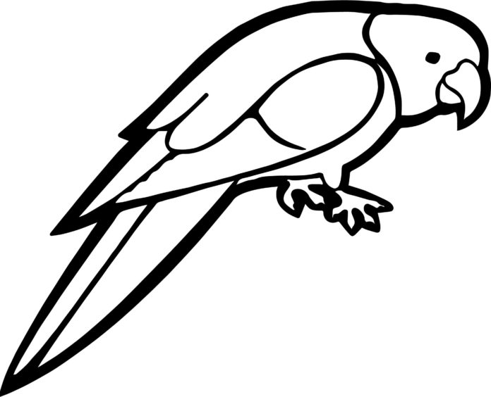 veselý papoušek obrázek k vytisknutí