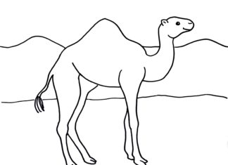 chameau dans le désert image imprimable