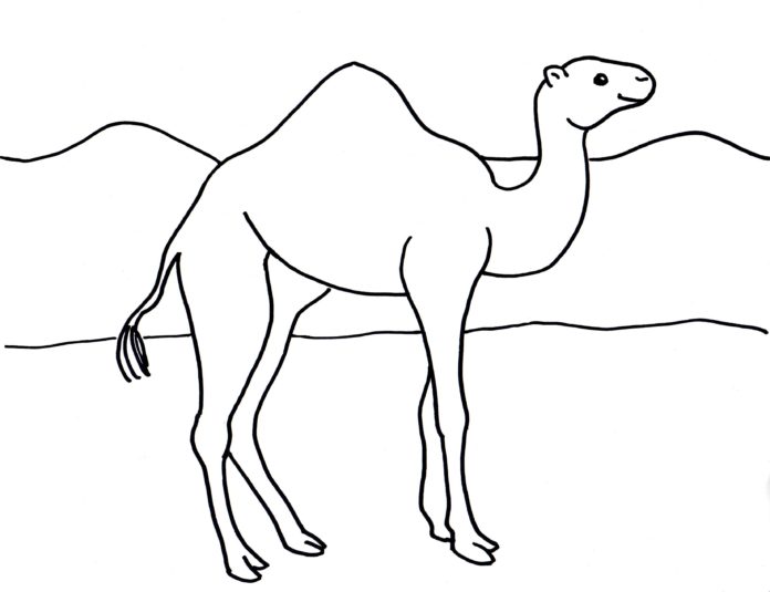 wielbłąd na pustyni obrazek do drukowania