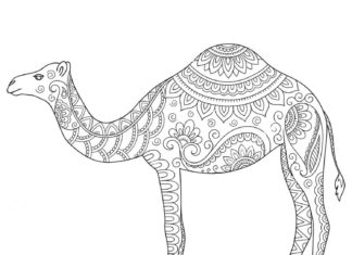 immagine stampabile del cammello