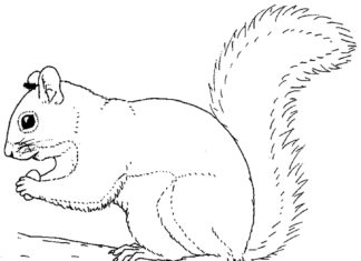 Eichhörnchenbild zum Ausdrucken