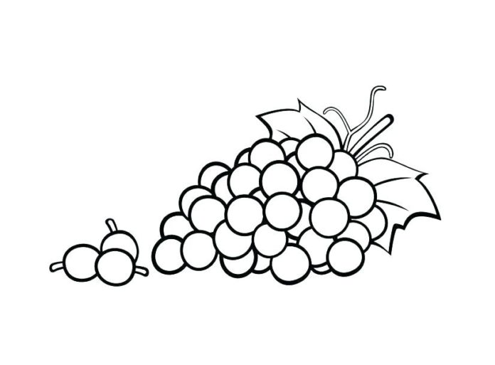 imagen de la uva para imprimir