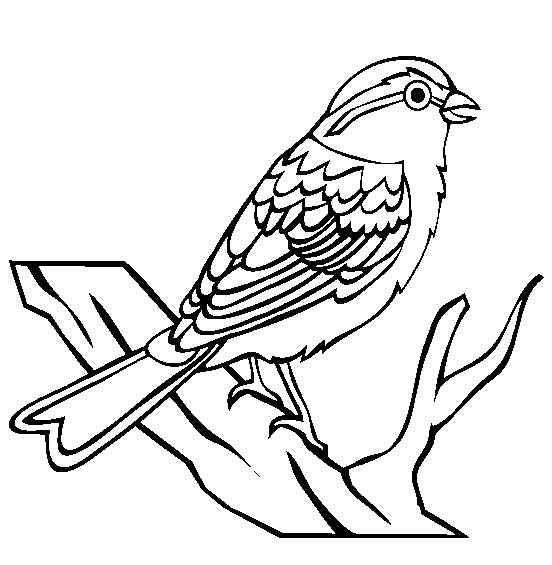 jarní pták obrázek k vytisknutí