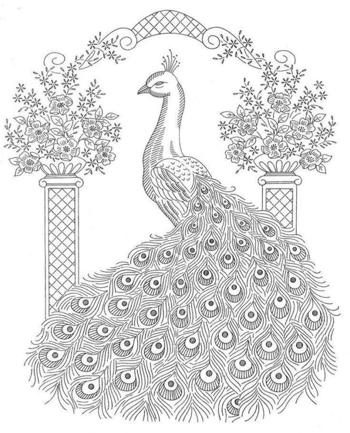 peacock printable picture