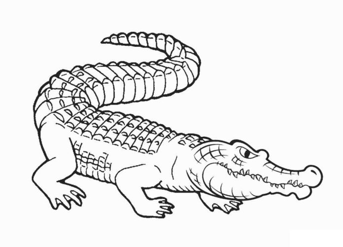 image imprimable de l'alligator en colère