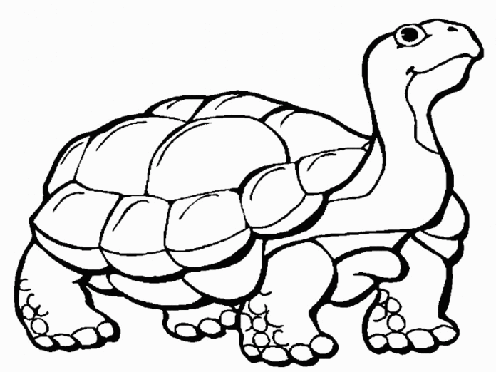 żółw morski obrazek do drukowania